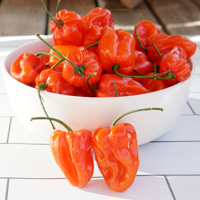 Close-up of Mild Thing habanero peppers showing ripe orange-red blocky fruits in a white bowl on a tiled surface