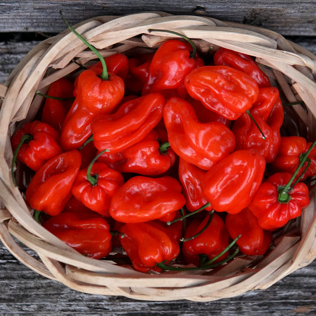 Close-up of Mild Thing habanero peppers on the plant showcasing ripening orange-to-red fruit against green foliage