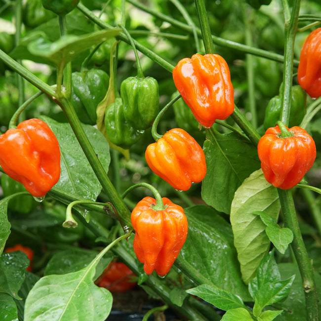 Close-up of Mild Thing heatless habanero plant showing blocky fruits ripening from green to orange among green foliage