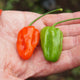 Close-up of Mild Thing habanero plant showcasing blocky orange and green peppers held in a hand