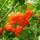 Front view of Mild Thing habanero plant showing clusters of blocky orange-to-red peppers among green foliage
