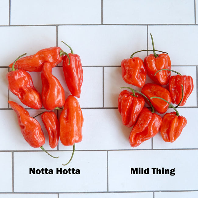 Close-up of Mild Thing pepper clusters showing smooth waxy red fruits on white tiled background
