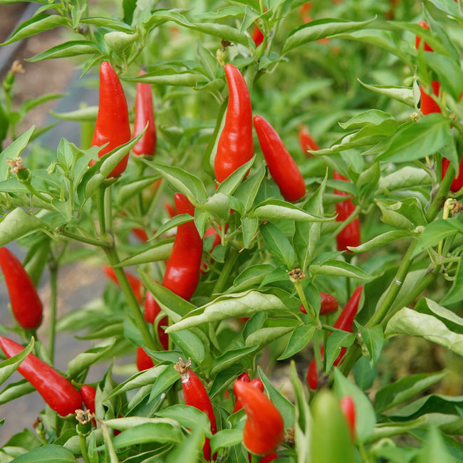 Close-up of Buffy pepper plant showcasing clusters of two-inch red, thick-walled peppers on green foliage