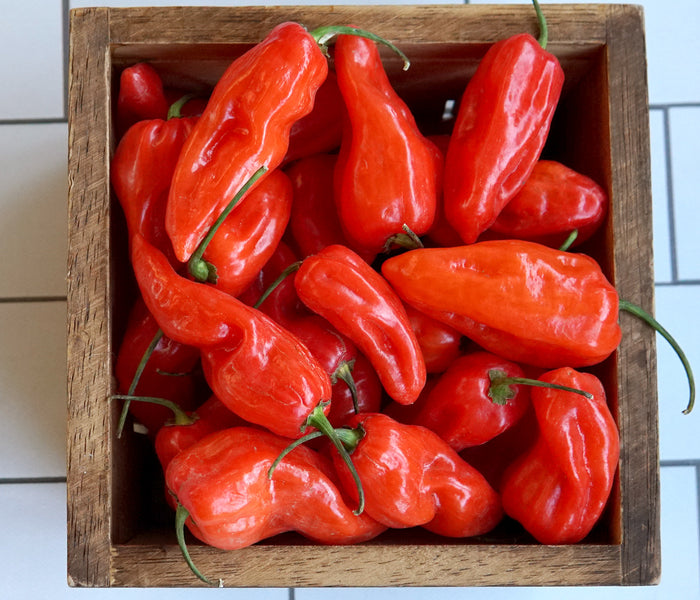 A wooden crate filled with bright red NOTTA HOTTA peppers with a waxy appearance, displayed on a white tiled background.
