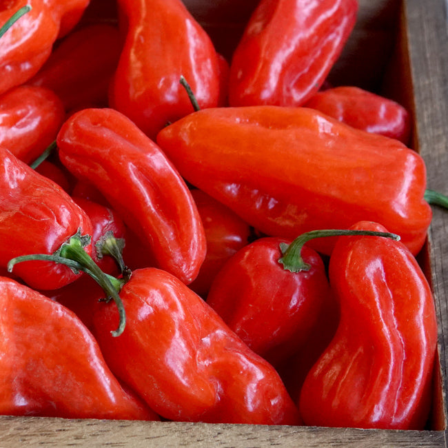 Close-up of Notta Hotta habanero peppers showing elongated, waxy red fruit on a white tiled background