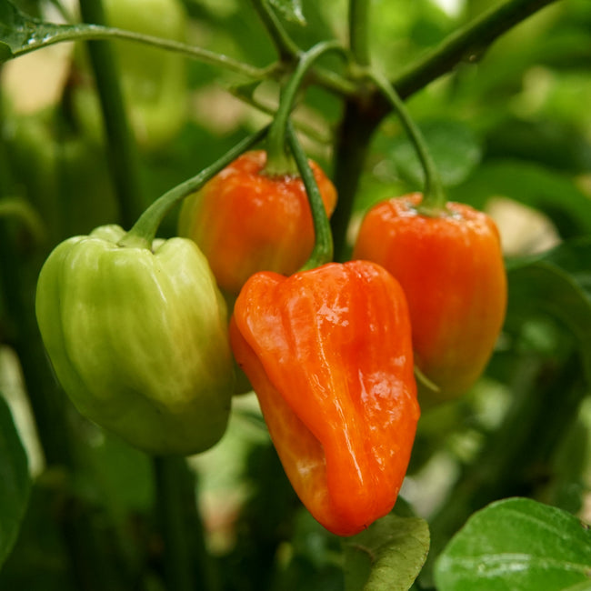 Front view of Notta Hotta habanero peppers showing elongated smooth waxy fruits on white background