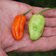 Close-up of two Notta Hotta habanero peppers held in a hand showcasing pale green and orange elongated waxy fruit