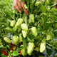 Close-up of Notta Hotta habanero peppers on the plant showing elongated waxy pale green fruit and green foliage background