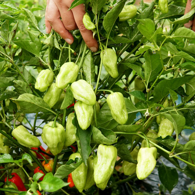 Close-up of Notta Hotta habanero peppers on the plant showing elongated waxy pale green fruit and green foliage background