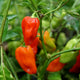 Close-up of Notta Hotta habanero peppers on the plant showcasing elongated waxy red fruit with green foliage background