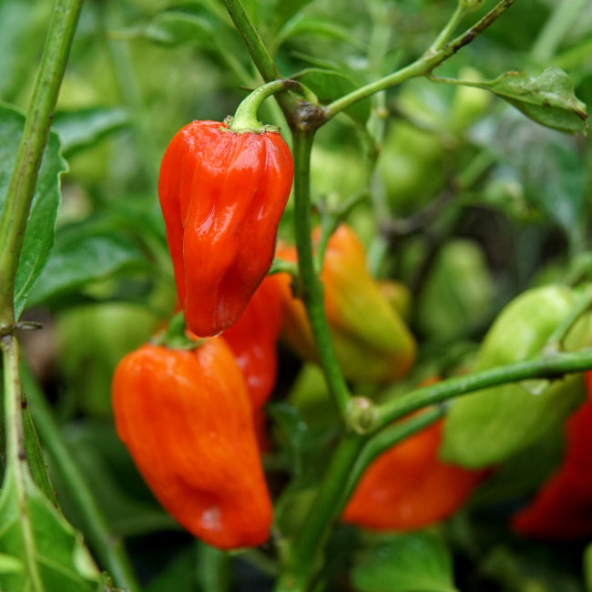 Close-up of Notta Hotta habanero peppers on the plant showcasing elongated waxy red fruit with green foliage background