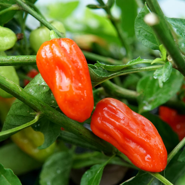 Front view of Notta Hotta habanero pepper showing elongated smooth pale yellow-green fruit on white background