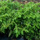 Notta Hotta pepper plants growing in a garden bed with green fruits and white flowers