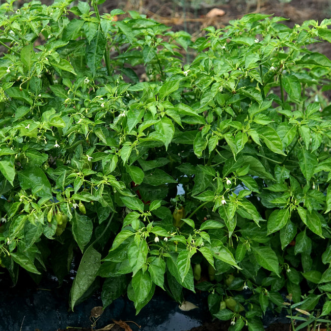 Notta Hotta pepper plants growing in a garden bed with green fruits and white flowers