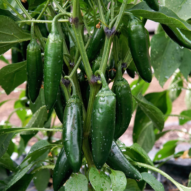 Close-up of Black Magic jalapeño peppers on plant showing deep inky green 3.5-inch fruit with green foliage background