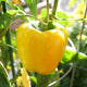 Brocanto Pepper