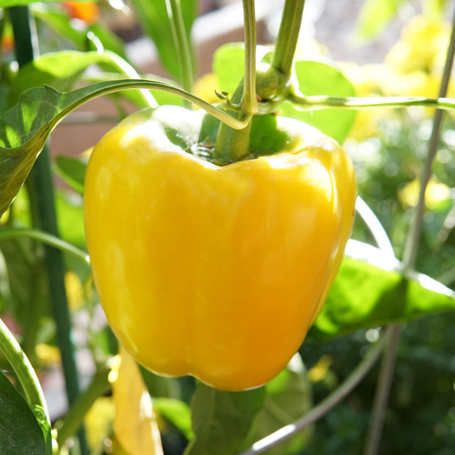 Brocanto Pepper