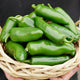 Close-up of Megatron jalapeño peppers showing extra-large green fruits with thick walls in a woven basket