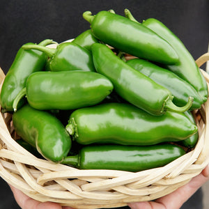 Close-up of Megatron jalapeño peppers showing extra-large green fruits with thick walls in a woven basket