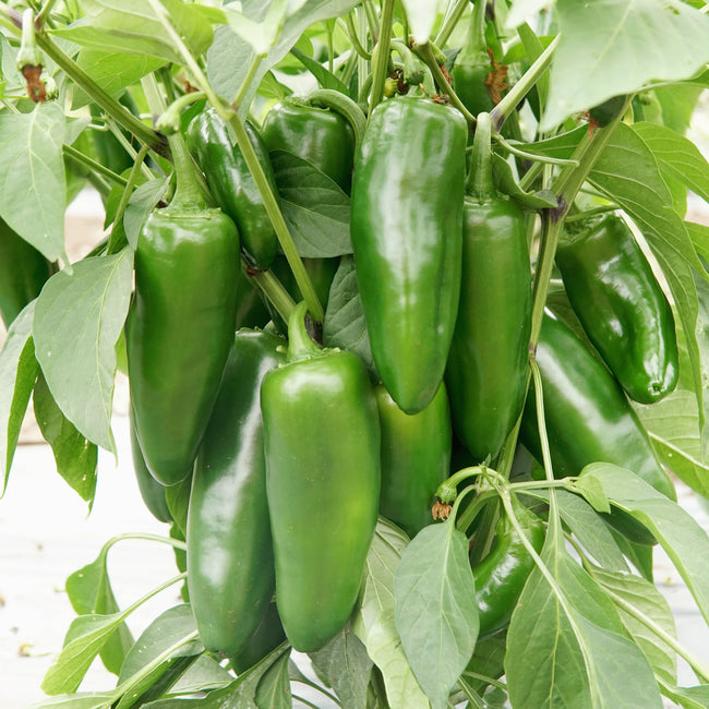Close-up of Megatron jalapeño pepper plant showcasing extra-large green peppers on a leafy background