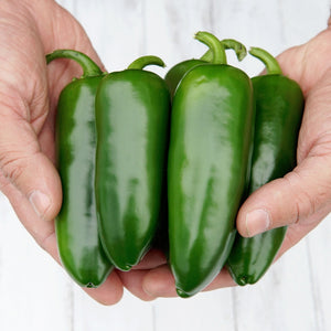 Close-up of four Megatron jalapeño peppers held in hands showcasing extra-large smooth glossy green fruit with a light wood background
