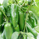 Close-up of Megatron jalapeño peppers on plant showcasing extra-large 4 1/2 inch green fruits with foliage background