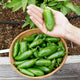 Hand holding a green la bomba jalapeño pepper above a basket filled with more jalapeños outdoors.