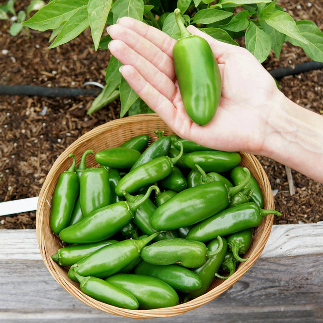 Hand holding a green la bomba jalapeño pepper above a basket filled with more jalapeños outdoors.