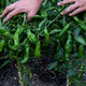 Close-up of Mellow Star shishito pepper plant showing clusters of glossy, wrinkled 3 to 4 in green peppers with hands for scale