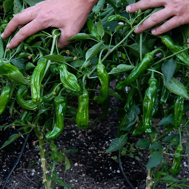 Close-up of Mellow Star shishito pepper plant showing clusters of glossy, wrinkled 3 to 4 in green peppers with hands for scale