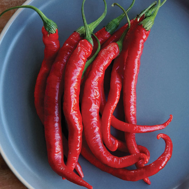 Top-down view of Rajah cayenne peppers showing long bright-red fruits with green stems on a gray plate