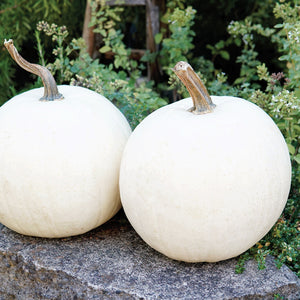 HONEY MOON-PUMPKIN
