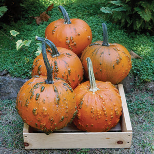 Front view of five Goosebumps pumpkins showcasing bumpy, warty orange rinds and dark green stems in a wooden crate on grass
