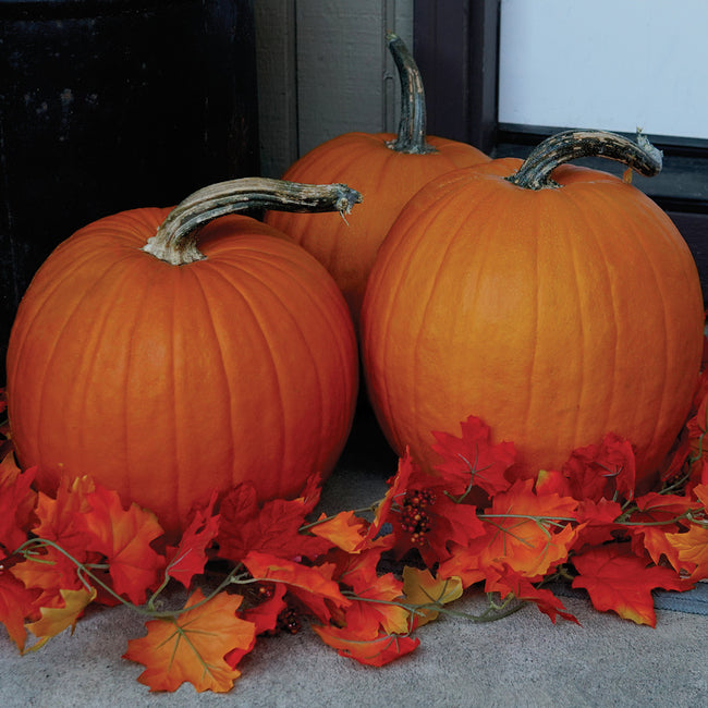 Front view of two Howden pumpkins showcasing bright orange ribbing and stems with autumn leaves background