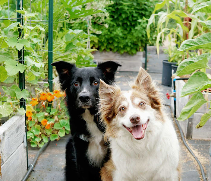 Two dogs sitting together in a garden with plants and flowers around.
