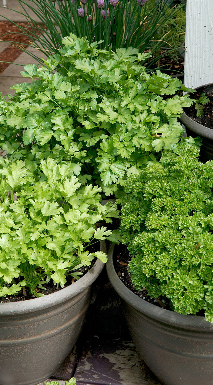 Two potted parsley plants with green leaves in a garden setting