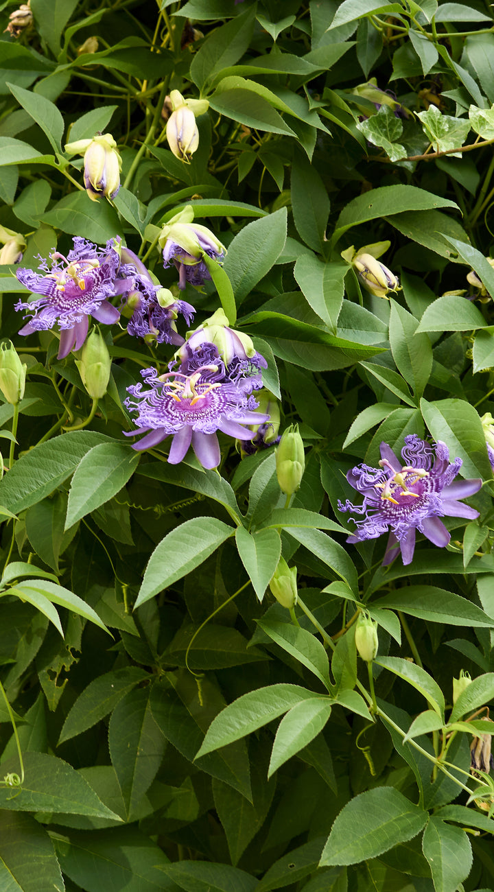 Purple passionflowers with green leaves on a plant