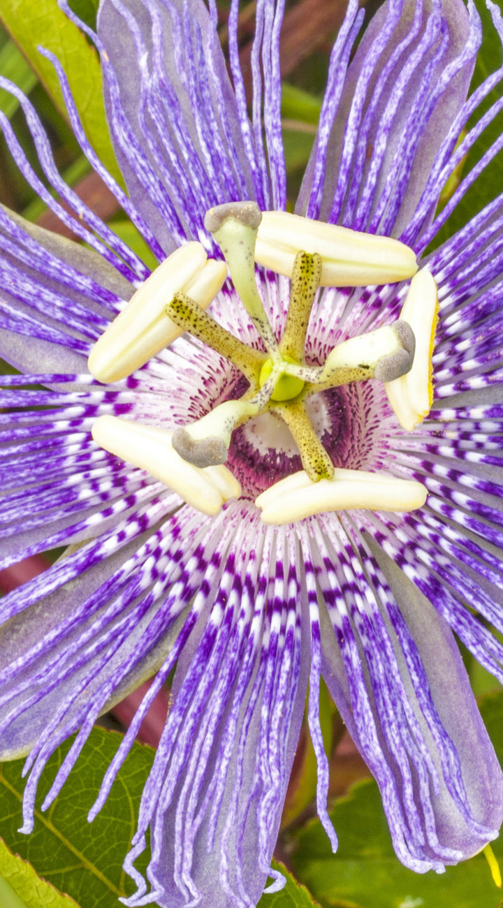 Close-up of Maypop passionflower bloom showcasing purple-and-white filaments and central stamens with green leaves behind