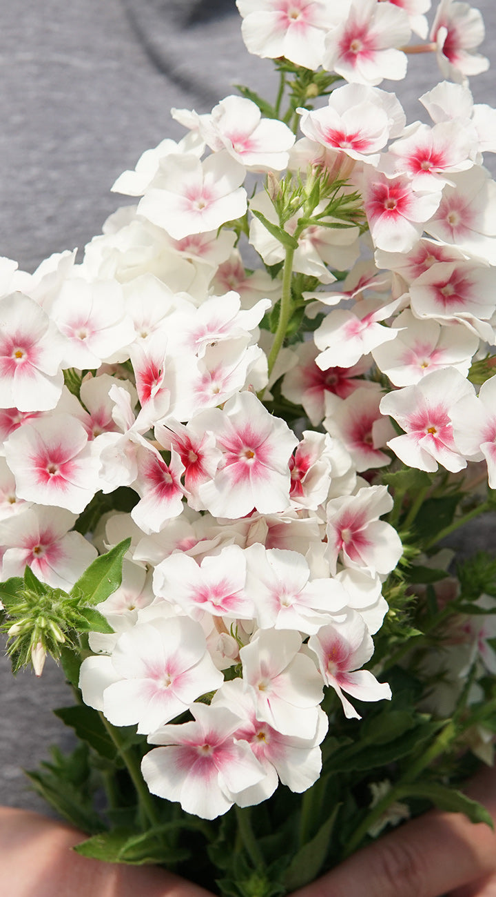 Hands holding a cluster of white phlox flowers with pink star-shaped centers against a gray background