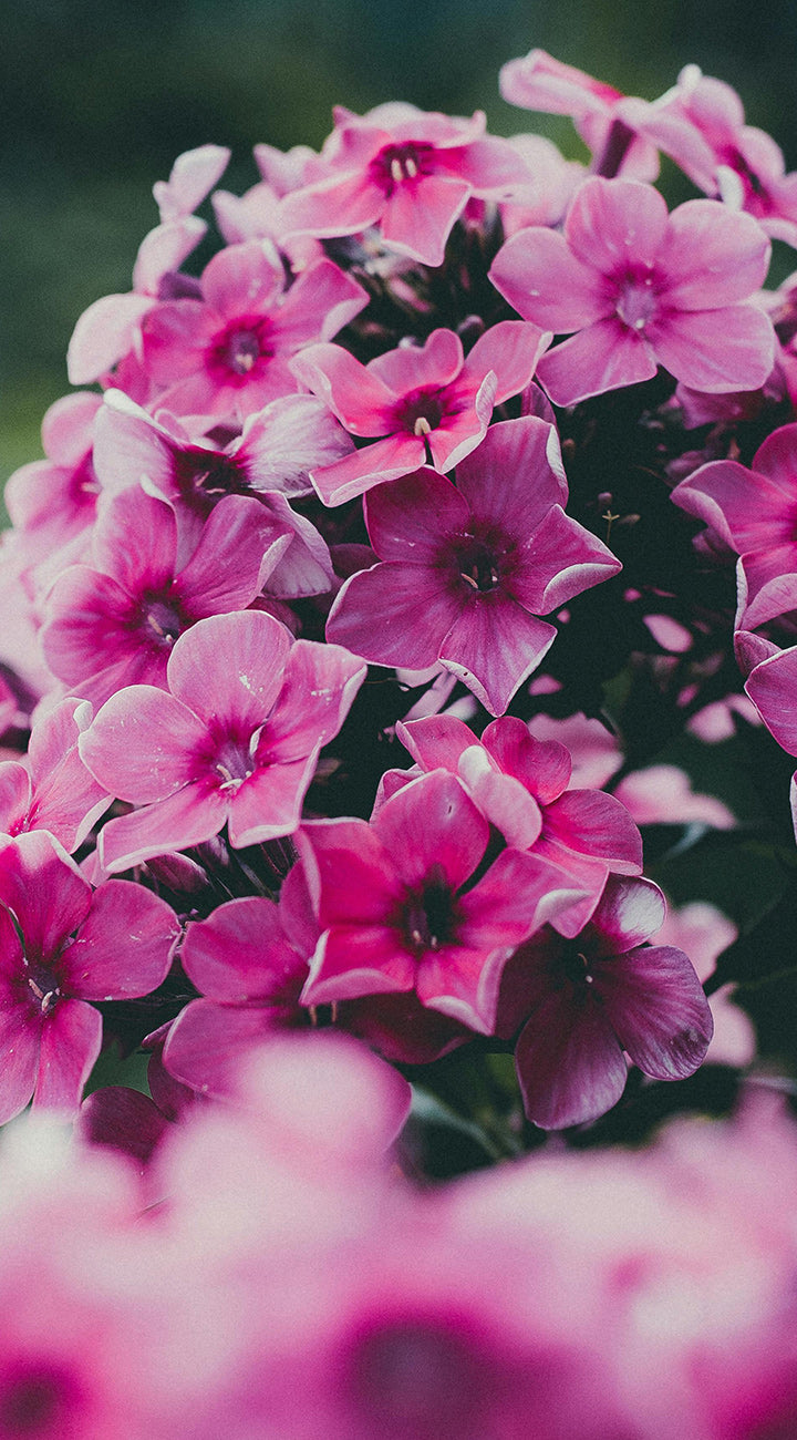 Close-up of pink Phlox flowers with a blurred background