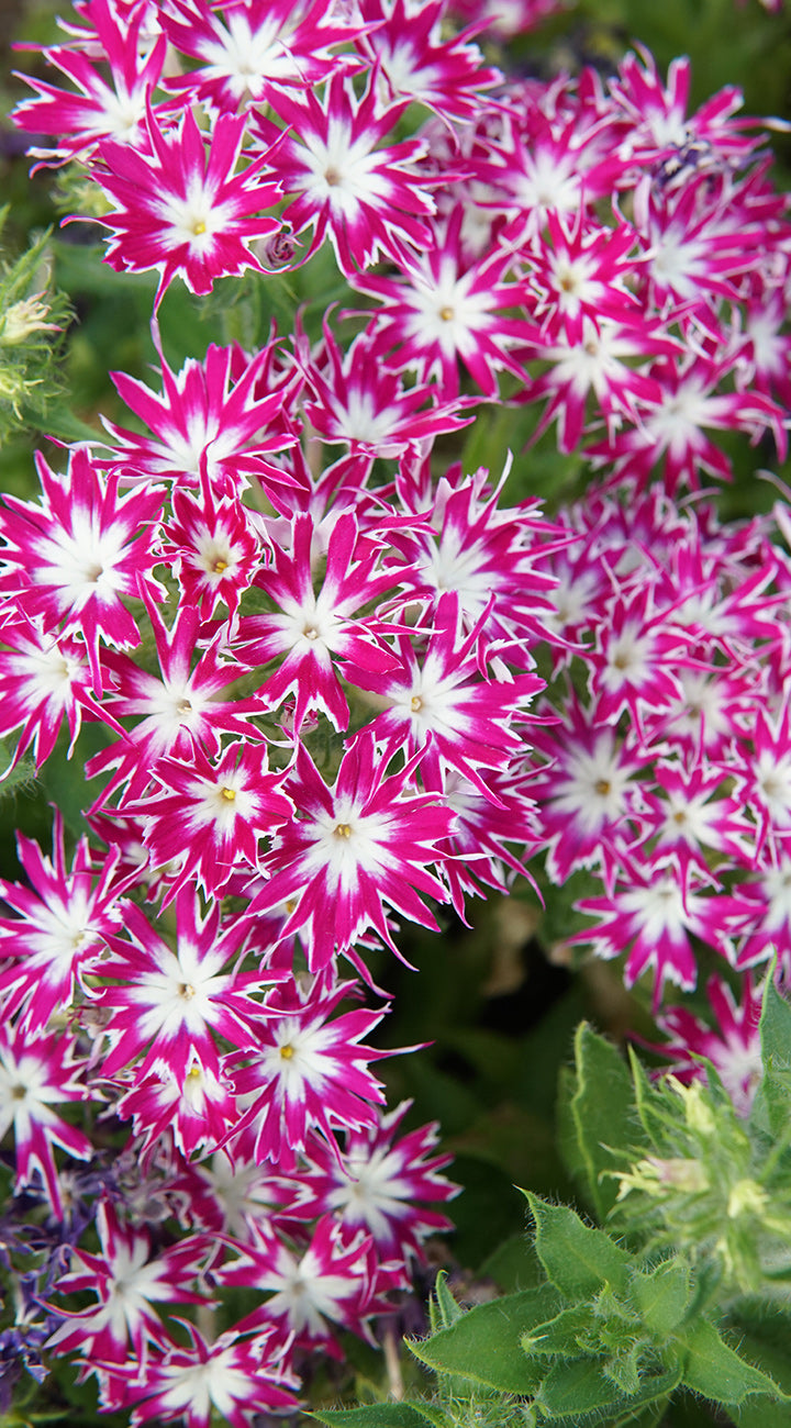 Close-up of pink and white Phlox flowers with green leaves