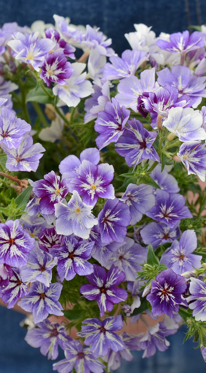 Close-up of Popstars Purple phlox with variegated purple-and-white star-patterned blooms on a blue background