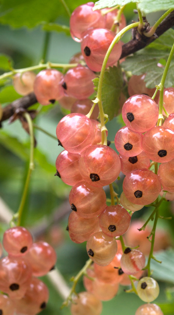 Close-up of pink currant berries with green leaves on a branch