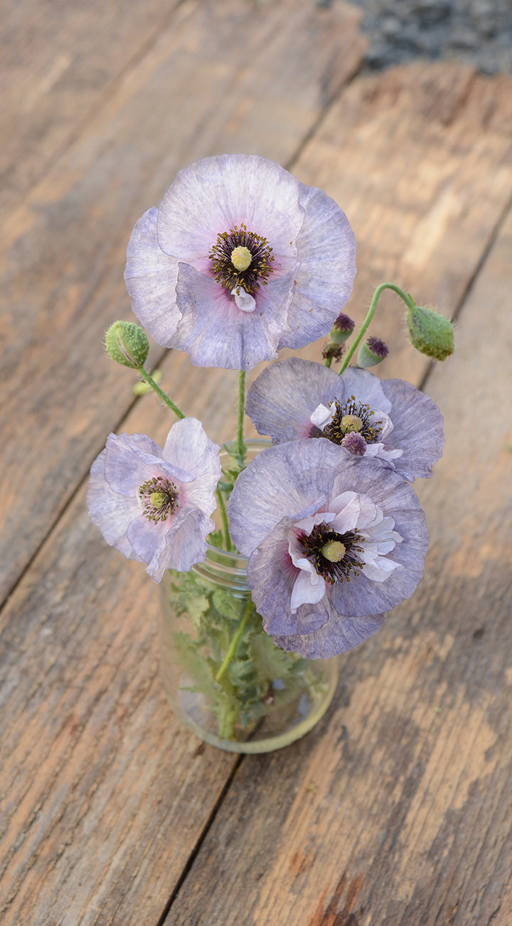 Purple poppies in a clear vase on a wooden surface
