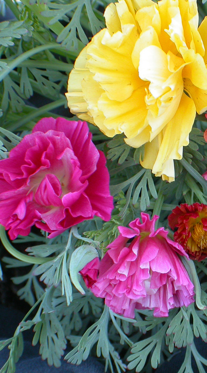 Close-up of pink and yellow poppy flowers with green leaves