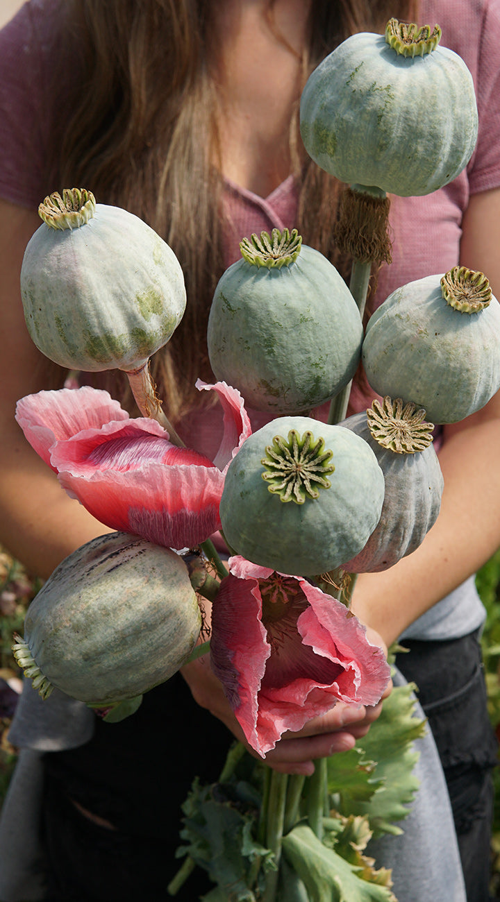 Person holding a bouquet of poppy flowers with green pods and pink petals.