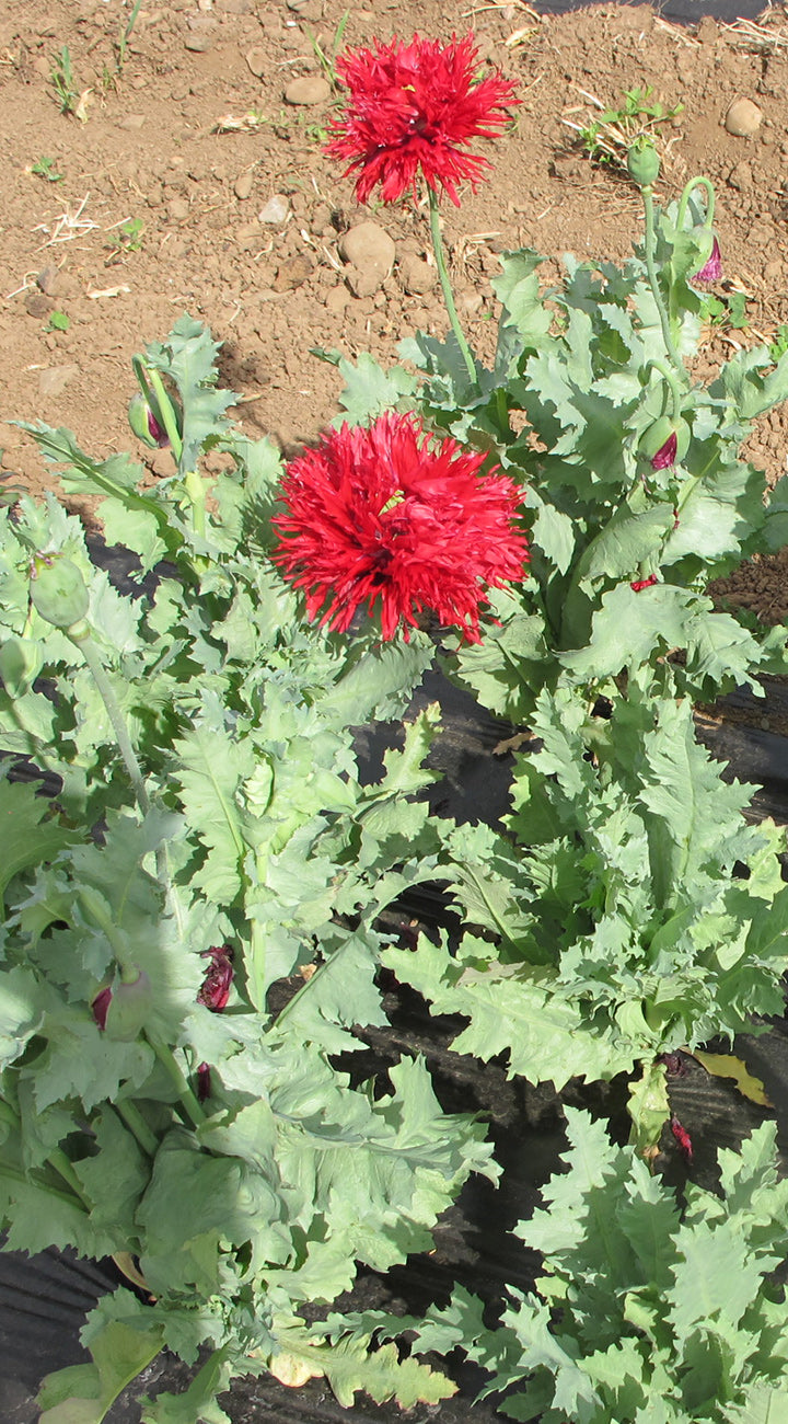 Red poppy flowers with green leaves on a field