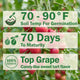 Close up of Raspberry Drop grape tomatoes on the vine showing elongated pink red pointed fruits and thick trusses