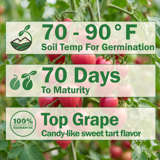 Close up of Raspberry Drop grape tomatoes on the vine showing elongated pink red pointed fruits and thick trusses