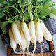 Top-down view of Leda radishes showcasing white cylindrical roots with pale green shoulders on a dark tray